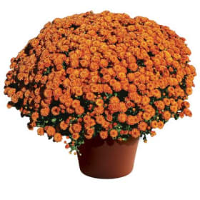 Orange Mums 9"pot item