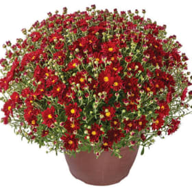 Burgundy Mums 9"pot item