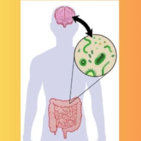 Améliorer son microbiome (20 novembre 2025, 13h30-15h30) item