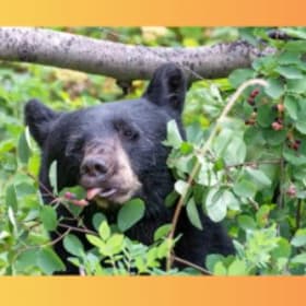 Plantes et fruits comestibles de la forêt (date indéterminée item