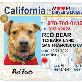 Driver's License For Your Dog or Cat! item