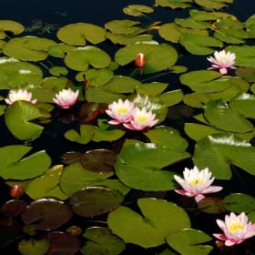 “Lilies” item