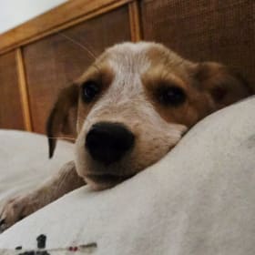 LUCKY+DOG - Leash & $50 Gift Card item