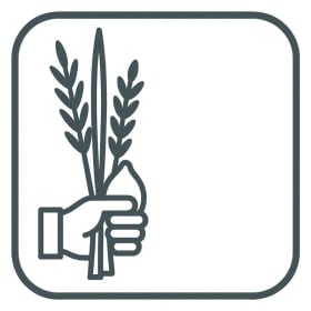 Lulav & Etrog Set item