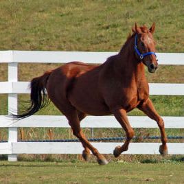 Equestrian Experience item