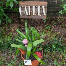 Bromeliad - Fireball item