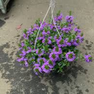 10" HANGING BASKET SCAEVOLA BLUE item