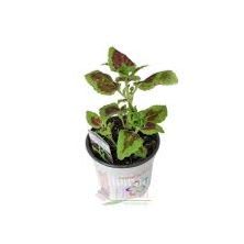 4" COLEUS item