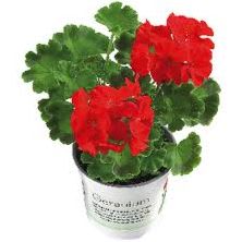 4" GERANIUMS RED item
