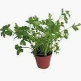 4" HERB PLAIN PARSLEY item