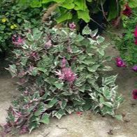 4" SWEET POTATO VINE TRICOLOR item