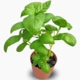 4" HERB ITALIAN LARGELEAF BASIL item