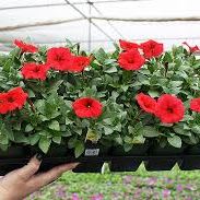 Full Flat (8 packs of 6=48) PETUNIAS RED item