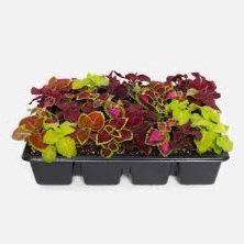 Full Flat (8 packs of 6=48) COLEUS MIXED item