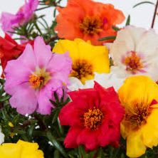 Full Flat (8 packs of 6=48) PORTULACE MIXED item