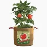 8" PATIO PLANTS CHERRY TOMATO item