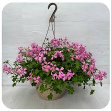 10" HANGING BASKET IVY GERANIUMS LAVENDER item