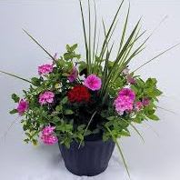 PATIO PLANTER 12" GERANIUM, SPIKE & VINCA VINE item