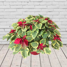 Poinsettia (Variegated) 10” Potted Plant item