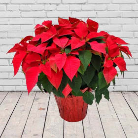 Poinsettia (Red) 10” Potted Plant: item