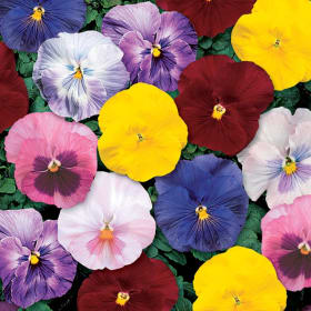 Photo of Pansy Delta Monet Mix