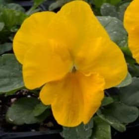 Photo of Inspire Deluxxe Yellow