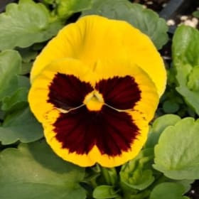 Photo of Inspire Deluxxe Yellow Blotch