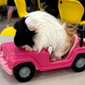 Elvis the Guinea Pig in Your Child's Class for a Half Day item