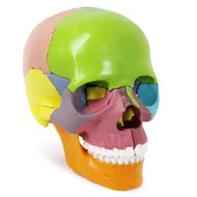 Mini Skull Anatomy Model item