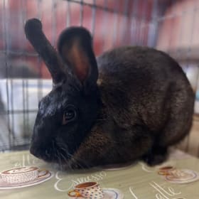 LOT 18- Rabbit (Addaline Dodson) item