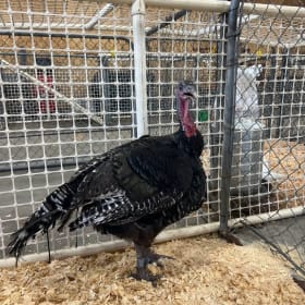 LOT 21- Turkey (Parker Watkins) item