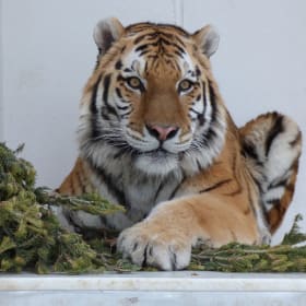 Tiger Footprint item