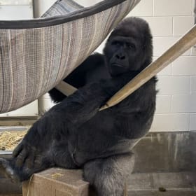 Gorilla Painting item