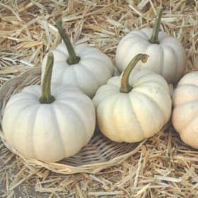 Flakes & Friends item