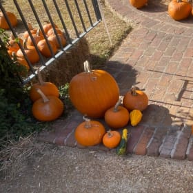 Bulk Pumpkins item