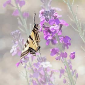 Custom Garden Wildlife Photography Print item