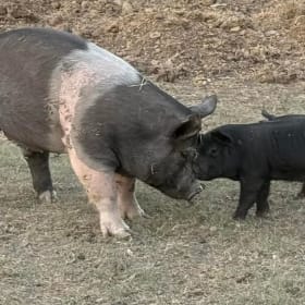 HKOT 2025 Calendar - SALE! item