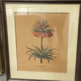 Corona Imperialis Florum item