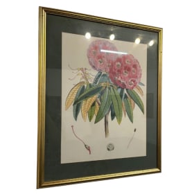 The Rhododendrons of Sikkim-Himalaya item