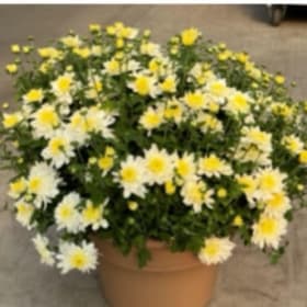 16 inch White Mums item