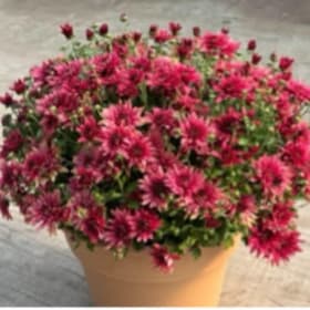 16 inch Red Mums item