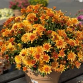 10 inch orange Mums item