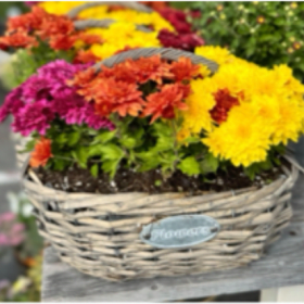 12 inch Mum Centerpiece item