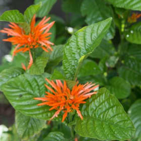 Mexican Honeysuckle - 3 gal item