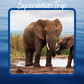 Serengeti Safari with The Wild Source item