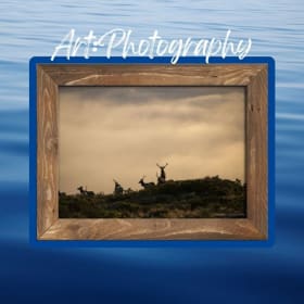 'Tomales Point Tule Elk at Dawn' by Matthew Polvorosa Kline item