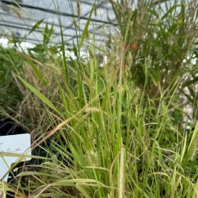 Knot Root Bristle Weed - 1 gal item