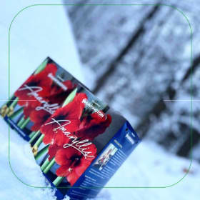 1 caisse de 12 trousses AMARYLLIS item