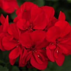 Red Geranium item