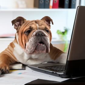 Bring your Pet to work day item